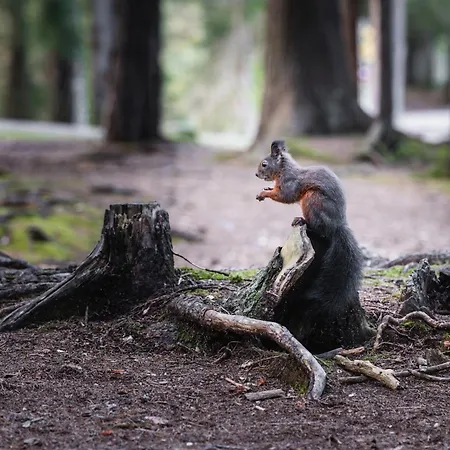 Seefeld Alpin - Gemuetliche Tiroler Stube Appartement *